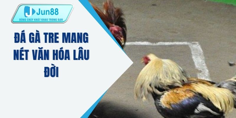 Đá gà tre mang nét văn hóa lâu đời 